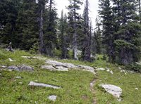 Holy Cross Wilderness Trail into the Pines 2769